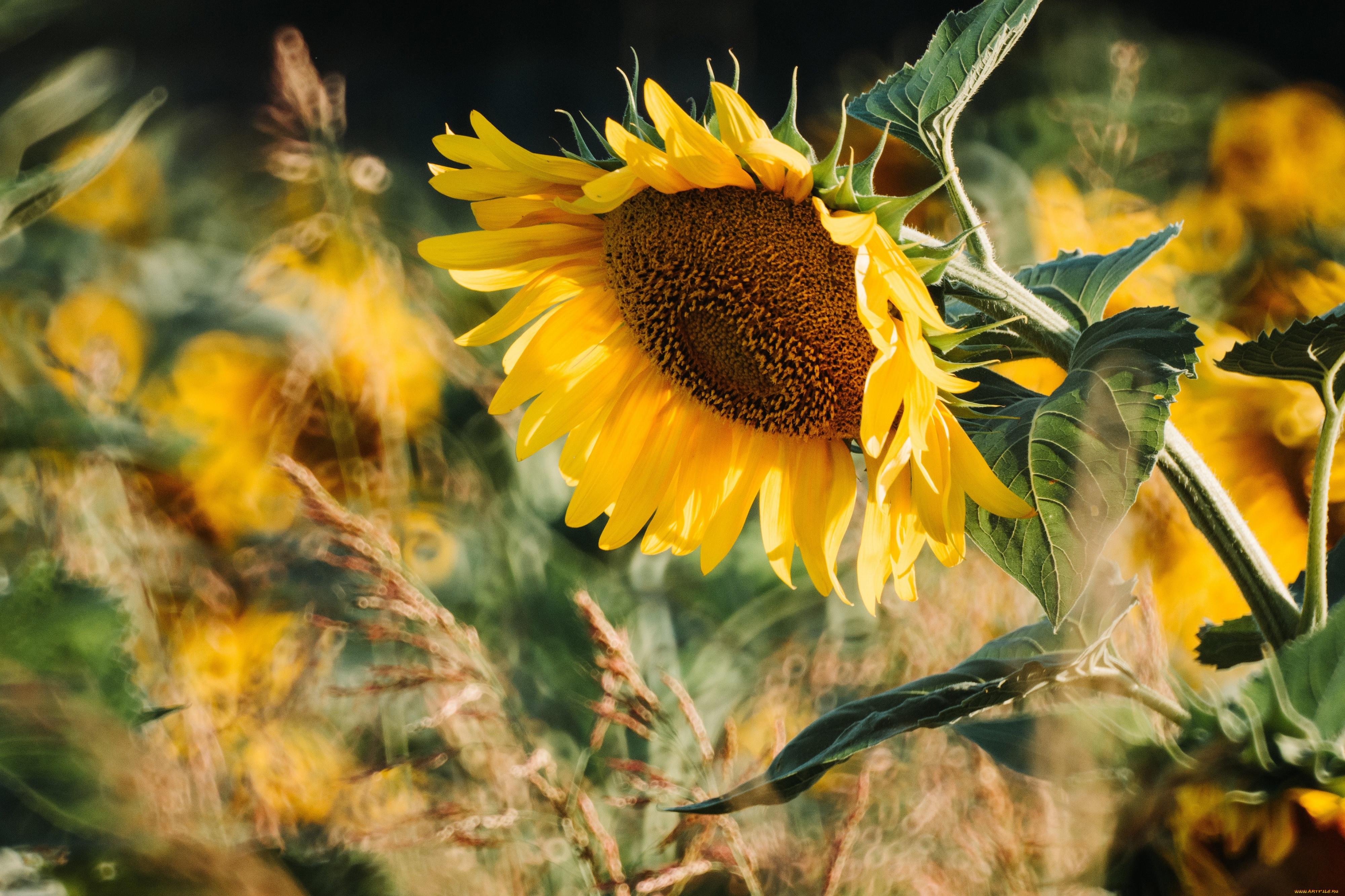 �����, ����������